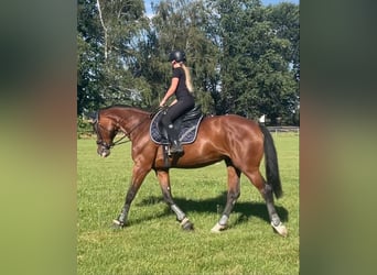 Württemberger, Jument, 15 Ans, 167 cm, Bai