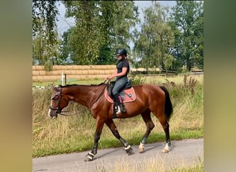 Württemberger, Jument, 15 Ans, 167 cm, Bai
