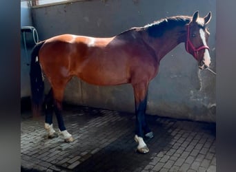 Württemberger, Jument, 15 Ans, 167 cm, Bai