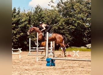 Württemberger, Jument, 15 Ans, 167 cm, Bai