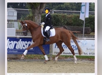 Württemberger, Jument, 15 Ans, 174 cm, Alezan