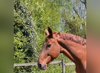 Württemberger, Jument, 15 Ans, Alezan