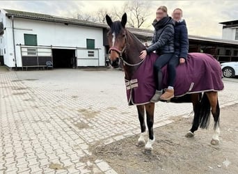 Württemberger, Jument, 16 Ans, 176 cm, Bai