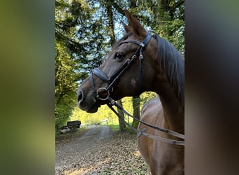 Württemberger, Jument, 17 Ans, 162 cm, Alezan brûlé