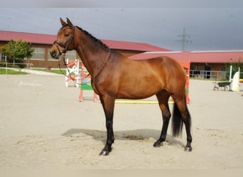 Württemberger, Jument, 18 Ans, 165 cm, Bai