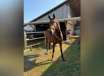 Württemberger, Jument, 3 Ans, 160 cm, Bai