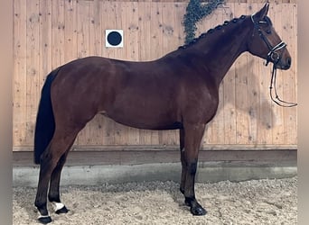 Württemberger, Jument, 3 Ans, 166 cm, Bai