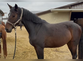 Württemberger, Jument, 3 Ans, 170 cm, Bai