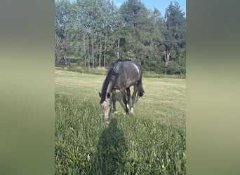 Württemberger, Jument, 3 Ans, Gris
