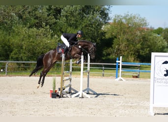 Württemberger, Jument, 5 Ans, 161 cm, Bai brun foncé