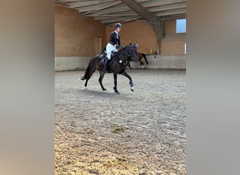 Württemberger, Jument, 5 Ans, 161 cm, Bai brun foncé