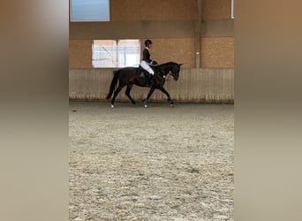 Württemberger, Jument, 5 Ans, 161 cm, Bai brun foncé