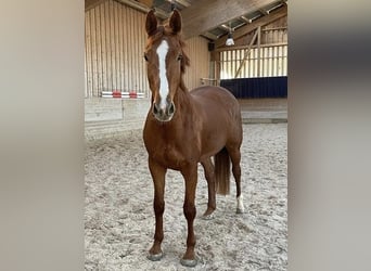 Württemberger, Jument, 5 Ans, 170 cm, Alezan