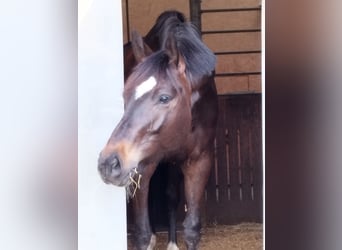 Württemberger, Jument, 6 Ans, 168 cm, Bai brun foncé