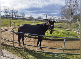 Württemberger, Jument, 6 Ans, 168 cm, Bai brun foncé