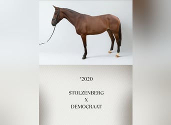 Württemberger, Jument, 6 Ans, Bai