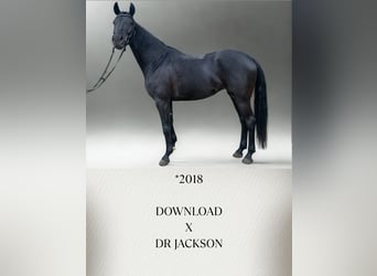 Württemberger, Jument, 7 Ans, 164 cm, Noir