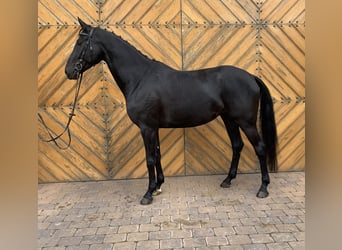Württemberger, Jument, 7 Ans, 164 cm, Noir
