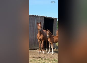 Württemberger, Jument, 7 Ans, 166 cm, Alezan