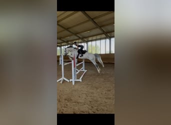 Württemberger, Jument, 7 Ans, 173 cm, Gris
