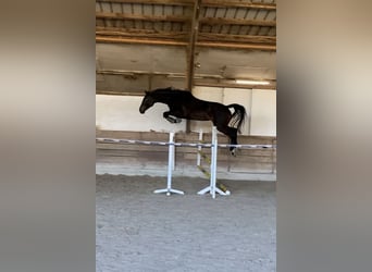 Württemberger, Jument, 8 Ans, 178 cm, Bai brun