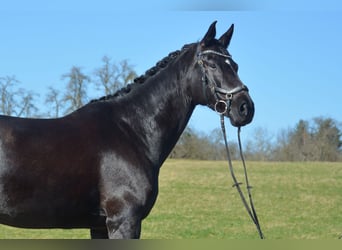 Württemberger, Jument, 9 Ans, 172 cm, Noir