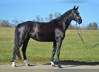 Württemberger, Jument, 9 Ans, 172 cm, Noir