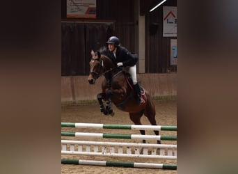 Württemberger, Merrie, 13 Jaar, 165 cm, Bruin