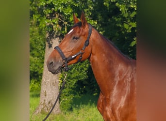 Württemberger, Merrie, 13 Jaar, 170 cm, Bruin