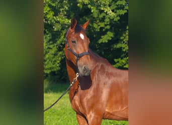 Württemberger, Merrie, 13 Jaar, 170 cm, Bruin
