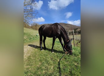 Württemberger Mix, Merrie, 15 Jaar, 162 cm, Zwartbruin