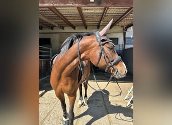 Württemberger, Merrie, 15 Jaar, 167 cm, Bruin