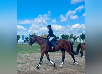 Württemberger, Merrie, 15 Jaar, 167 cm, Bruin