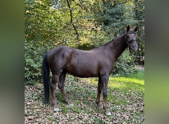 Württemberger, Merrie, 17 Jaar, 162 cm, Donkere-vos
