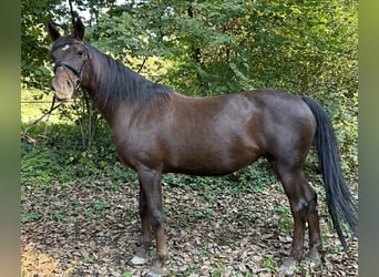 Württemberger, Merrie, 17 Jaar, 162 cm, Donkere-vos
