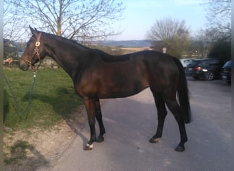 Württemberger, Merrie, 18 Jaar, Zwartbruin