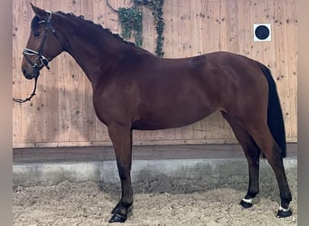 Württemberger, Merrie, 3 Jaar, 166 cm, Bruin