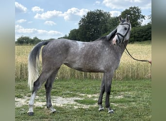 Württemberger, Merrie, 5 Jaar, 166 cm, Schimmel