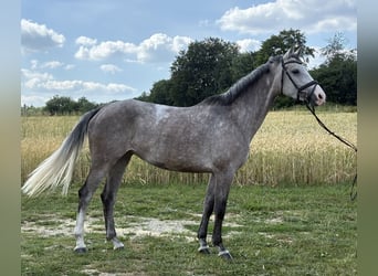 Württemberger, Merrie, 5 Jaar, 166 cm, Schimmel