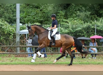 Württemberger, Merrie, 5 Jaar, 174 cm, Bruin