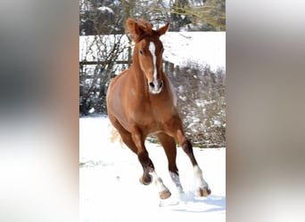 Württemberger, Merrie, 6 Jaar, 165 cm, Vos