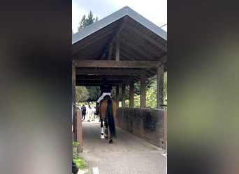 Württemberger, Merrie, 6 Jaar, 174 cm, Bruin