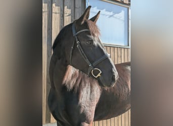 Württemberger, Merrie, 7 Jaar, 165 cm, Zwart