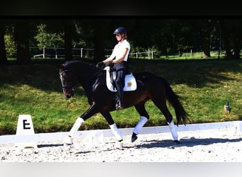 Württemberger, Merrie, 7 Jaar, 168 cm, Donkerbruin