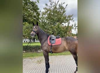 Württemberger, Merrie, 8 Jaar, 180 cm, Donkerbruin