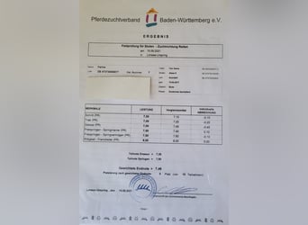 Württemberger, Merrie, 9 Jaar, 169 cm, Bruin