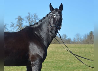 Württemberger, Merrie, 9 Jaar, 172 cm, Zwart