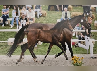 Württemberger, Merrie, veulen (04/2024), Bruin