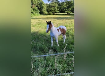 Württemberger Mix, Merrie, veulen (04/2024), Gevlekt-paard