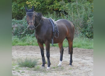 Württemberger, Ruin, 16 Jaar, 164 cm, Bruin